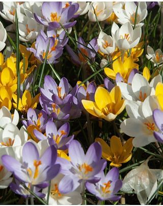 Crocus Species Mixture