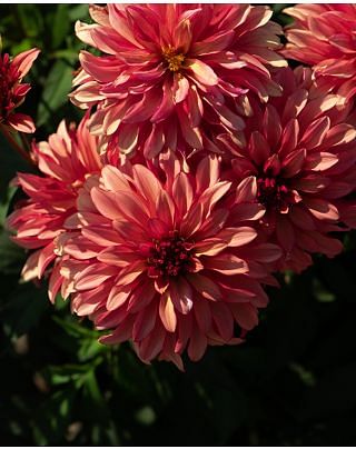 Dahlia Gallery Art Deco ® Tubers