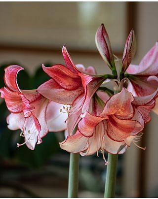 Amaryllis (Hippeastrum) Charisma