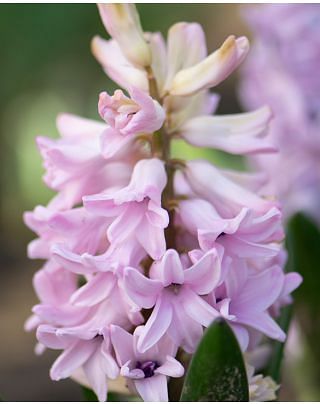 Hyacinth Apricot Passion Bulbs