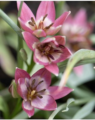 Tulip Garden of Clusius Bulbs