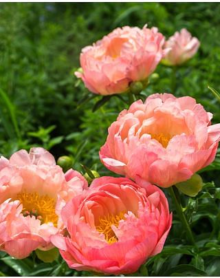 Peony Pink Hawaiian Coral Bulbs