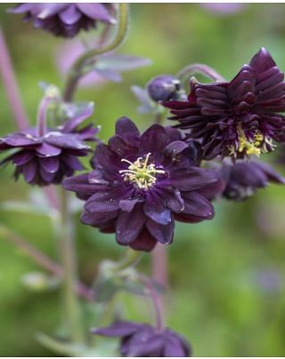 Aquilegia Black Barlow