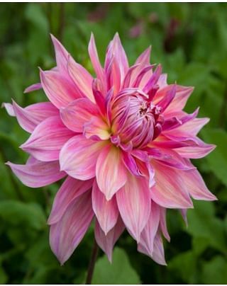 Dahlia Penhill Dark Monarch Bulbs