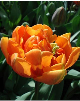 Tulip Orange Princess Bulbs