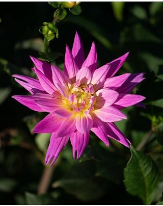Dahlia Karma Pink Corona ® Tubers