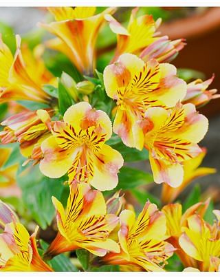Alstroemeria Majestic Nicholas
