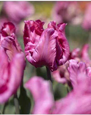 Tulipa Flamingo Queen