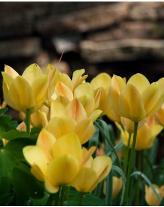 Tulip Batalini Bright Gem Bulbs