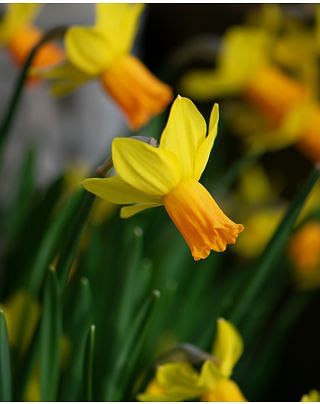 Narcissus Jetfire