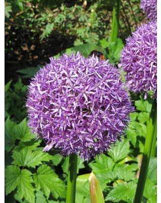 Allium Globemaster ® Bulbs
