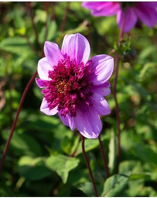 Dahlia Blue Bayou Bulbs
