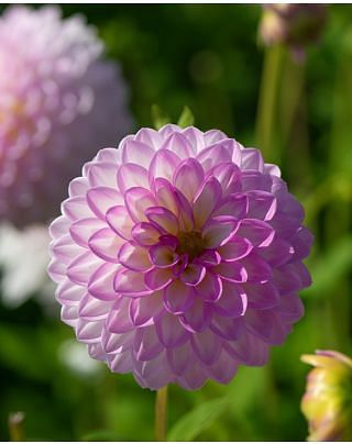 Dahlia Arbatax Tubers
