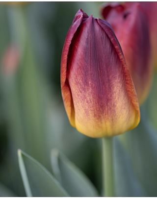 Tulip Amber Glow