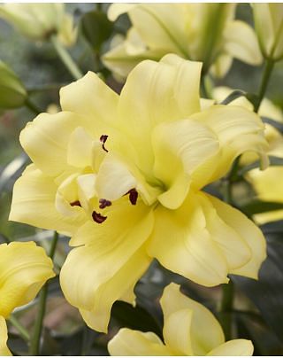 Lilium Exotic Sun 