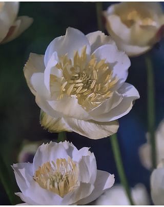 Trollius Alabaster