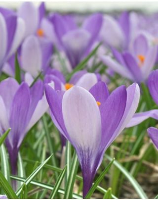 Crocus Yalta Bulbs