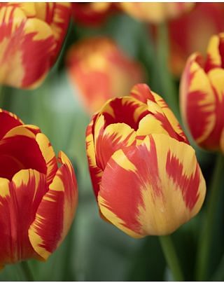 Tulip Banja Luka