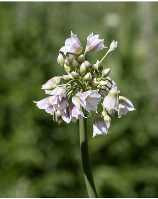Allium Nectaroscordum Tripedale Bulbs