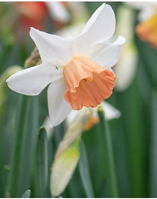 Narcissus Accent 