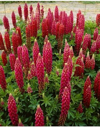 Lupinus The Pages