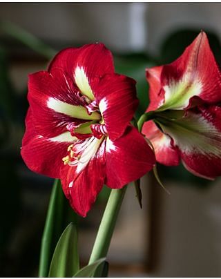Amaryllis (Hippeastrum) Barbados