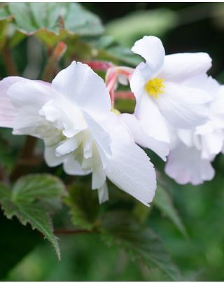 Begonia Cascade White Bulbs