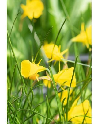Narcissus Golden Bells Bulbs