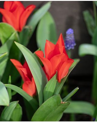 Tulip Praestans Zwanenburg Variety Bulbs