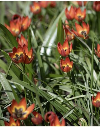 Tulip Little Princess Bulbs