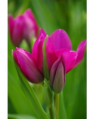 Tulip Night Club Bulbs