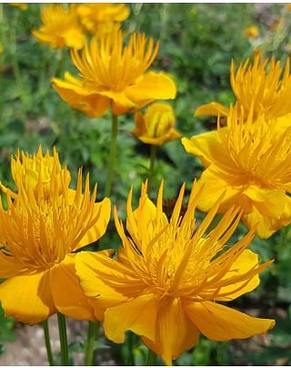 Trollius Golden Queen