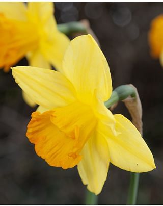 Narcissus Fortune