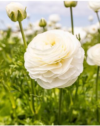 Ranunculus Aviv White Bulbs
