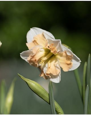 Narcissus Cum Laude
