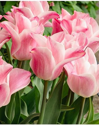 Tulip Miss Elegance Bulbs