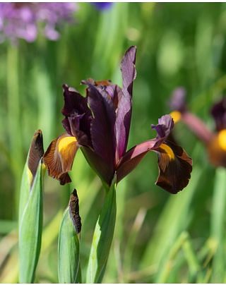 Dutch Iris Red Ember
