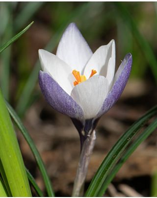 Crocus Chrysanthus Ladykiller