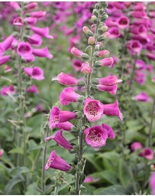 Digitalis Virtuoso Red