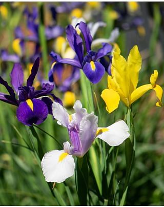 Dutch Iris Mixture