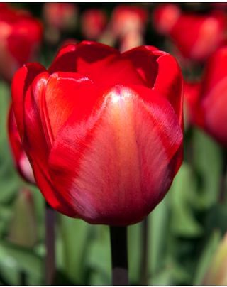 Tulip Red Impression Â® Bulbs