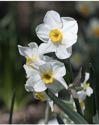 Narcissus Aspasia Bulbs