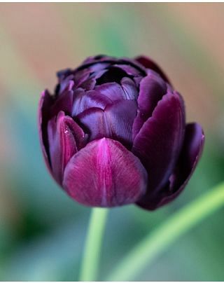 Tulip Black Hero