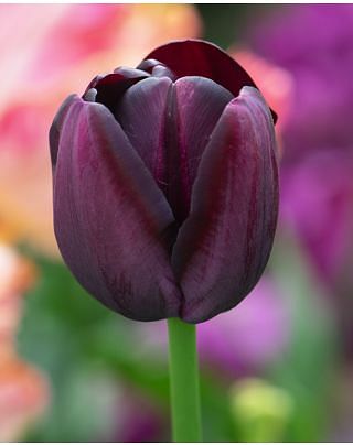 Tulip Queen of Night