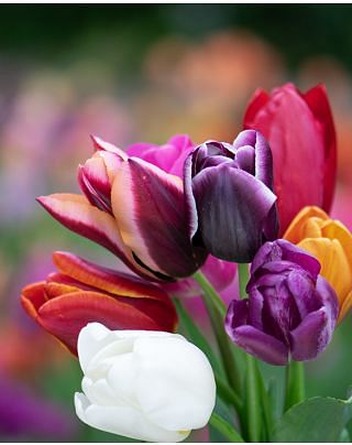 Tulip Triumph Mixture