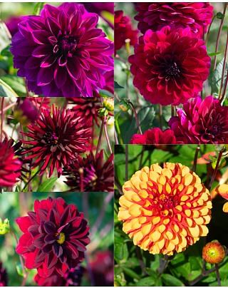 Dahlia Arabian Nights Collection