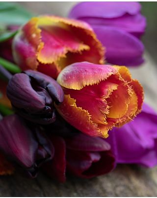 Flamenco Tulip Collection