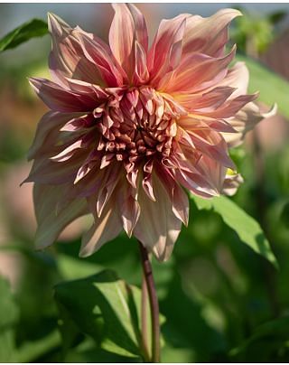 Dahlia Penhill Watermelon Tubers