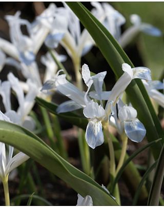 Iris Frozen Planet