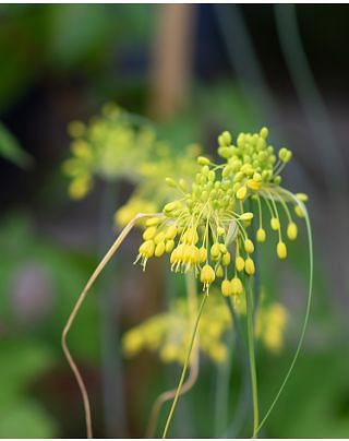 Allium Flavum Bulbs